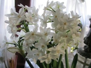 paperwhites
