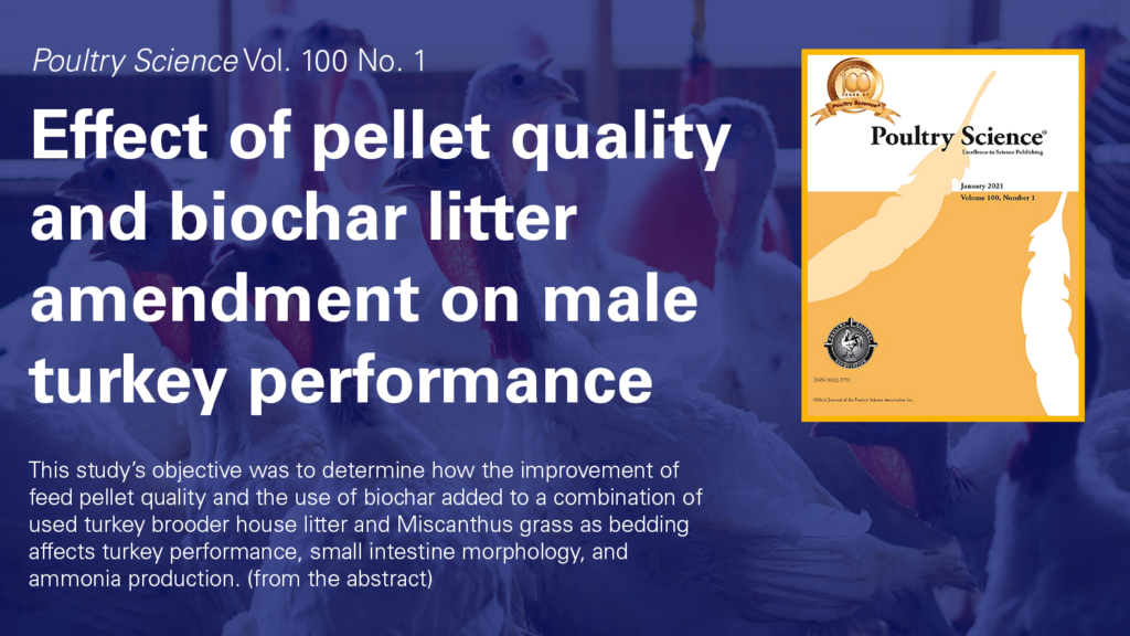 blue over white market turkeys with cover of Poultry Science and text Effect of pellet quality and biochar litter amendment on male turkey performance