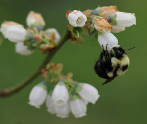 Cover photo for Register Now for Blueberry Production Webinars