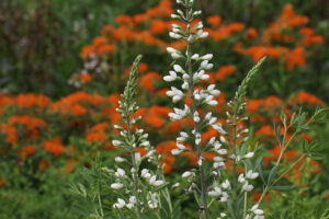 Cover photo for Register Now for a Spring Tour of the Pollinator Paradise Garden!
