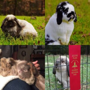 Cover photo for Easter Bunnies: Considerations Before Buying a Pet Rabbit