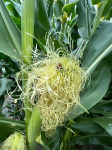 picture of silk from corn ear