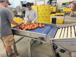 Cover photo for Food safety training for packinghouse managers and employees