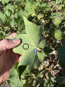 Underside of a leaf with cotton jassids